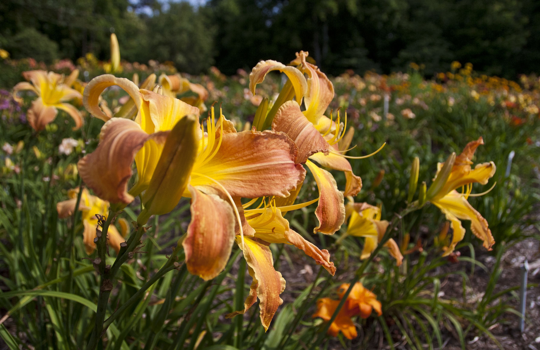 Davis Boxwood & Daylily Nursery